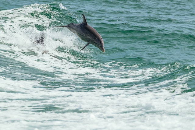 Photo by Chris F: https://www.pexels.com/photo/a-dolphin-jumping-over-the-water-14332903/