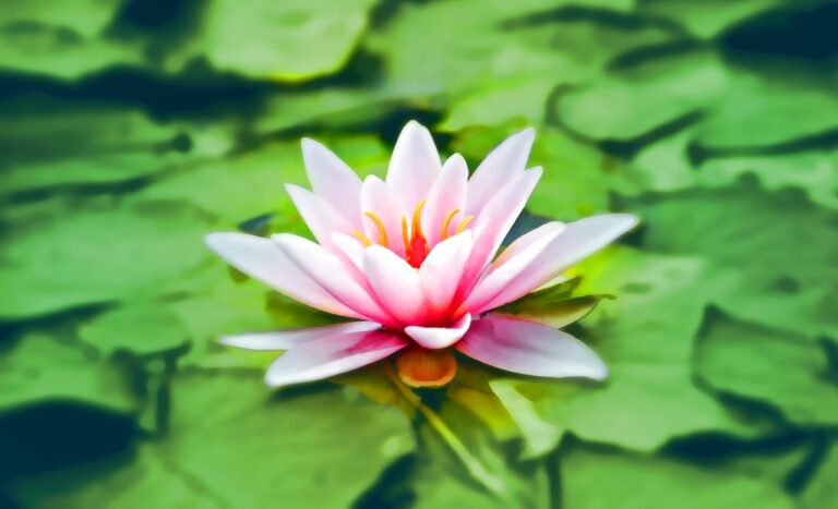 Photo by Pixabay: https://www.pexels.com/photo/aquatic-bloom-blooming-blossom-158465/