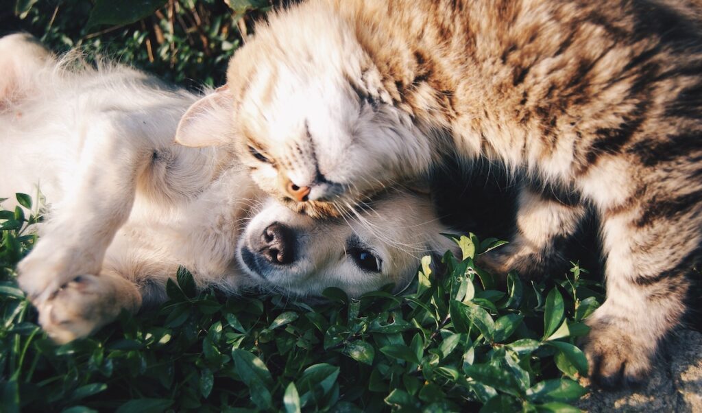 Photo by Snapwire: https://www.pexels.com/photo/orange-tabby-cat-beside-fawn-short-coated-puppy-46024/