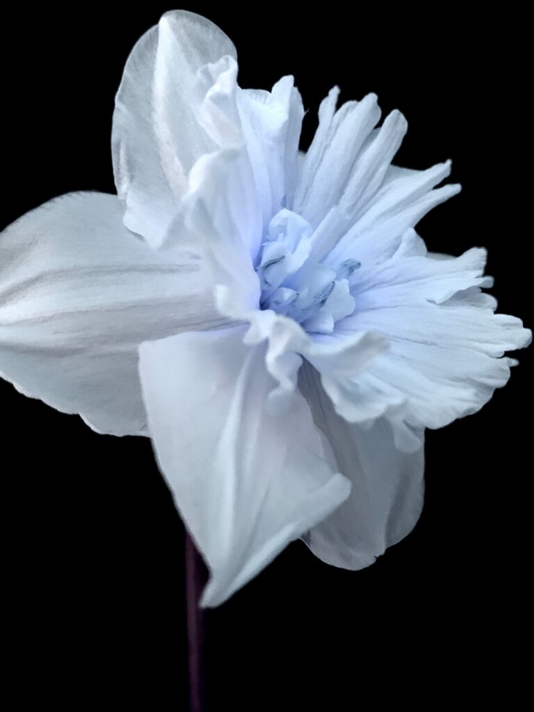 Photo by David Underland: https://www.pexels.com/photo/narcissus-flower-in-close-up-photography-7284667/